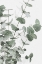 Picture of EUCALYPTUS_003