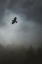 Picture of IN FLIGHT