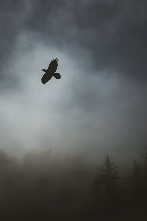 Picture of IN FLIGHT