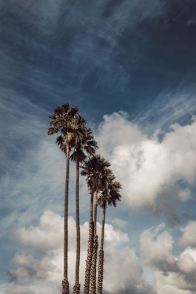 Picture of PALMS AND CLOUDS