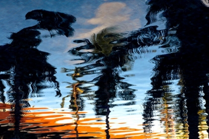 Picture of PALM REFLECTIONS
