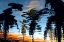 Picture of PALM REFLECTIONS