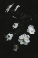 Picture of WHITE FLOWERS