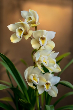 Picture of ORCHIDS