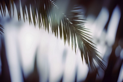 Picture of PALM BRANCHES