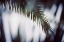 Picture of PALM BRANCHES