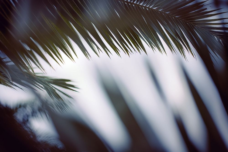 Picture of PALM BRANCHES