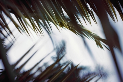Picture of PALM BRANCHES