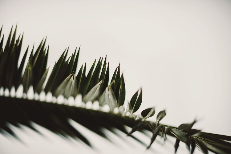 Picture of PALM BRANCHES