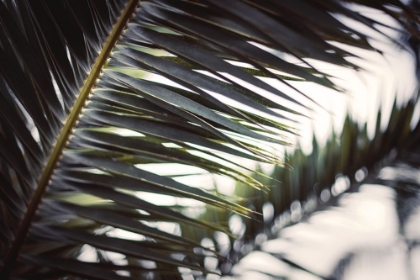 Picture of PALM BRANCHES