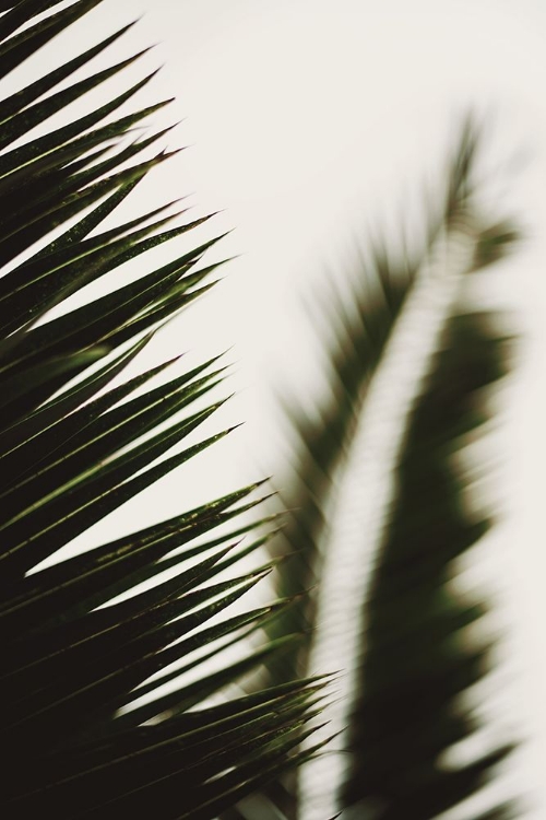 Picture of PALM BRANCHES