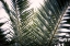 Picture of PALM BRANCHES