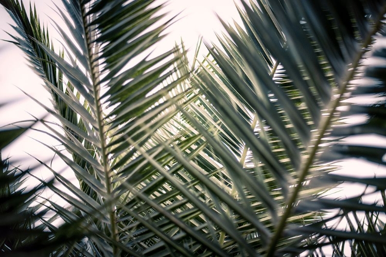 Picture of PALM BRANCHES