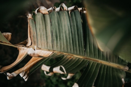 Picture of PALM DECAY