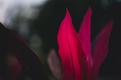 Picture of RED PLAN AT DUSK