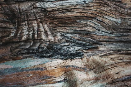 Picture of EUCALYPTUS TEXTURE