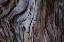 Picture of EUCALYPTUS TEXTURE
