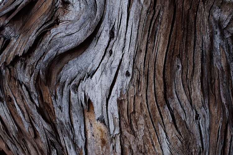 Picture of EUCALYPTUS TEXTURE