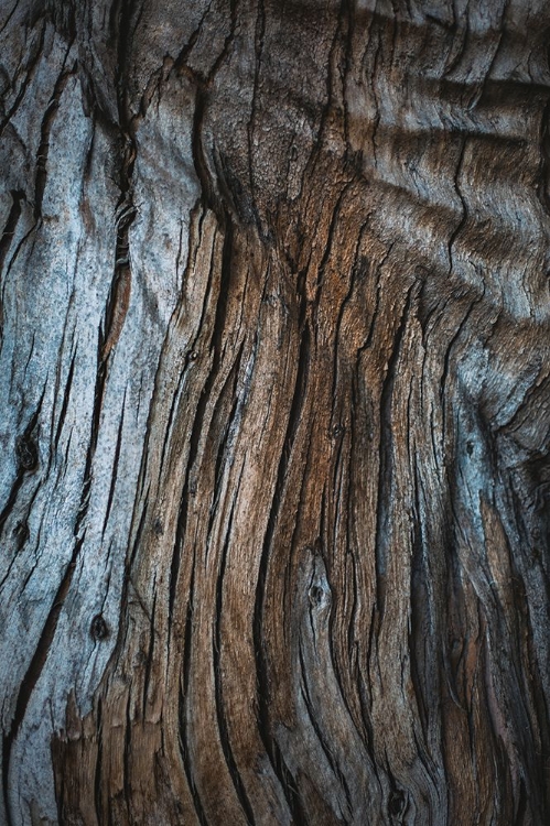 Picture of EUCALYPTUS TEXTURE