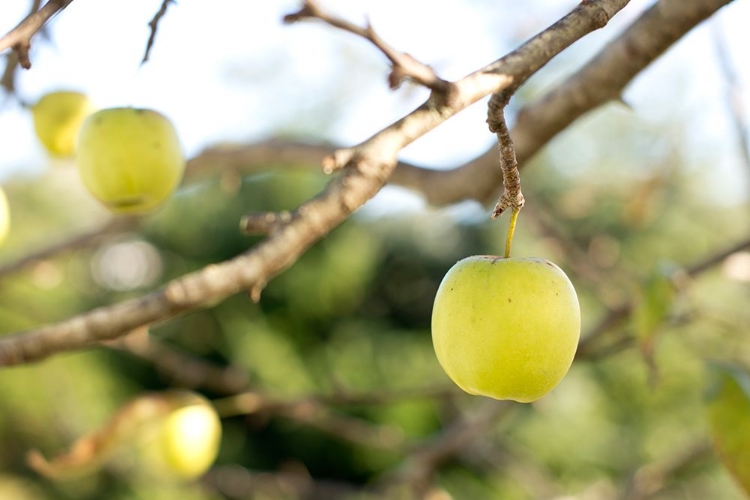 Picture of APPLES