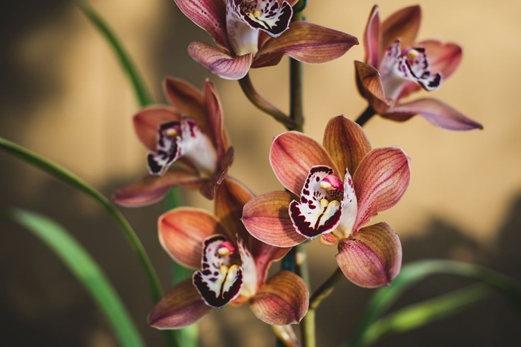 Picture of ORANGE ORCHIDS