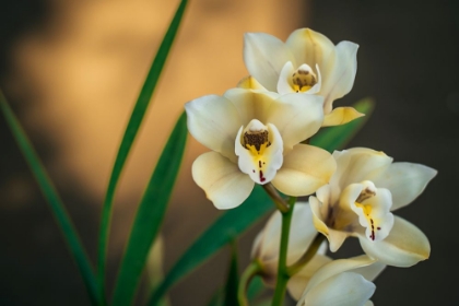 Picture of WHITE ORCHIDS