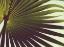 Picture of PALM TEXTURES