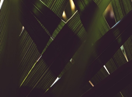 Picture of PALM TEXTURES