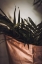 Picture of PALMS A CRAFT PAPER