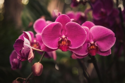 Picture of HOT PINK ORCHID