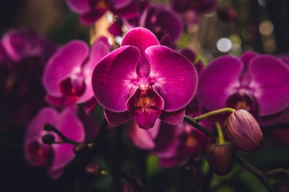 Picture of HOT PINK ORCHID