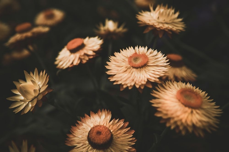 Picture of FADED FLOWERS