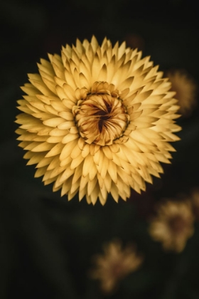 Picture of YELLOW FLORAL TEXTURE