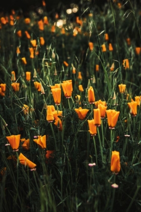 Picture of GOLDEN POPPIES