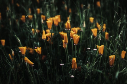 Picture of GOLDEN POPPIES