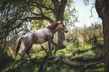 Picture of HILLSIDE HORSE