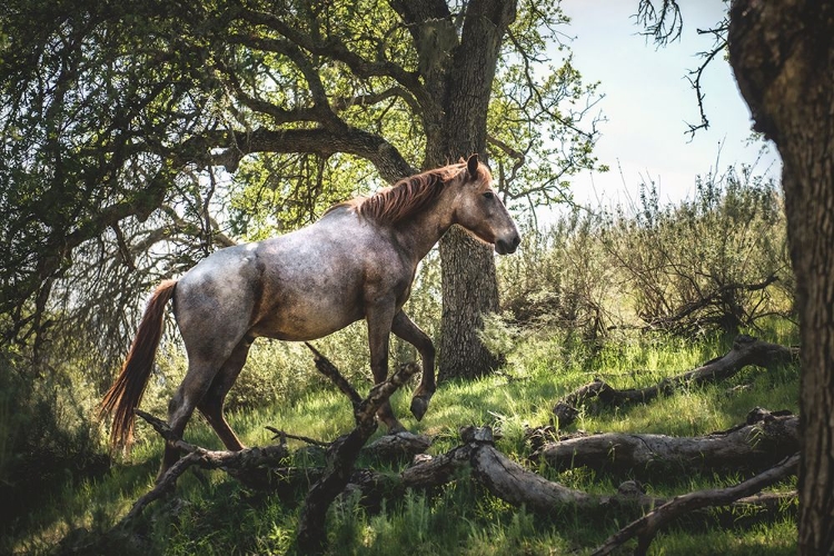 Picture of HILLSIDE HORSE