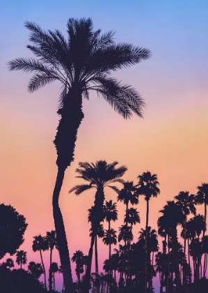 Picture of PALMS AT SUNSET