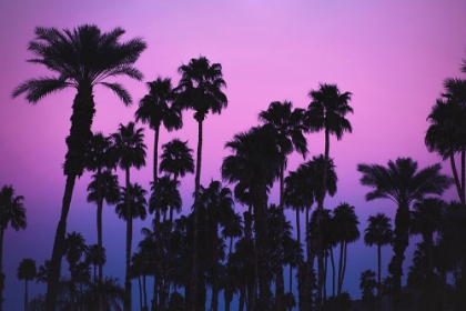 Picture of PALMS WITH PINK SKY
