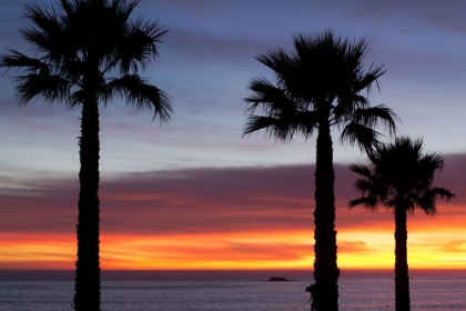 Picture of PALMS AT SUNSET