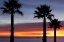 Picture of PALMS AT SUNSET
