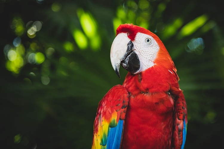 Picture of COLORFUL PARROT