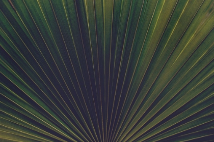 Picture of PALM TEXTURES