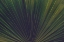 Picture of PALM TEXTURES