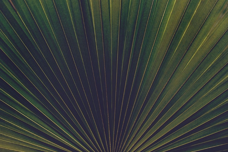 Picture of PALM TEXTURES