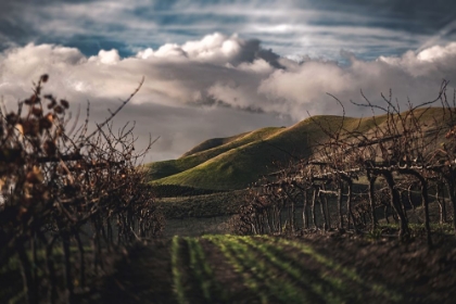 Picture of DARK VINEYARDS