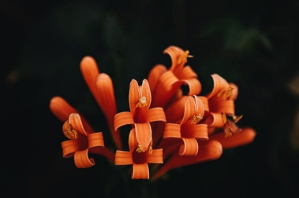 Picture of ORANGE FLOWERS