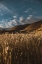 Picture of HILLSIDE AND GRASS