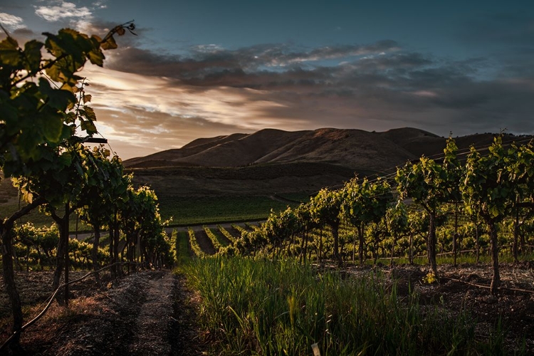 Picture of VINYARDS