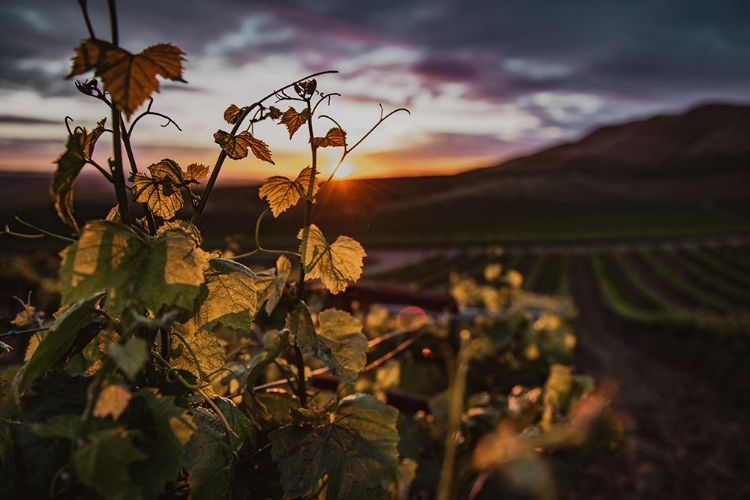 Picture of VINEYARDS